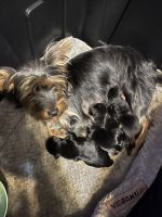 Yorkshire Terrier Puppies for sale in Florence, South Carolina. price: $1,500