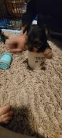 Yorkshire Terrier Puppies for sale in Manalapan Township, NJ, USA. price: $1,900