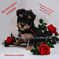 Yorkshire Terrier Puppies for sale in Denver, North Carolina. price: $1,900
