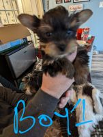 Yorkshire Terrier Puppies for sale in Dickson City, PA, USA. price: $600