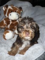 Yorkshire Terrier Puppies for sale in Groveland, Florida. price: $1,500