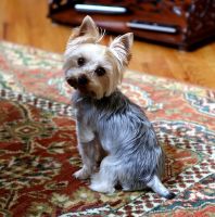 Yorkshire Terrier Puppies for sale in Coventry, Connecticut. price: $1,500