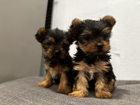 Yorkshire Terrier Puppies for sale in Orange, California. price: $800