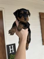 Yorkshire Terrier Puppies for sale in Hartwell, Georgia. price: NA