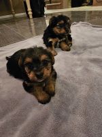 Yorkshire Terrier Puppies for sale in Riverside, California. price: NA