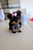 Yorkshire Terrier Puppies for sale in Lake Los Angeles, California. price: NA