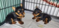 Yorkshire Terrier Puppies for sale in Apple Valley, California. price: $2,200