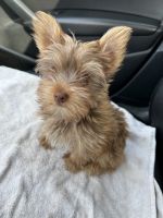 Yorkshire Terrier Puppies for sale in Richmond, Virginia. price: $500