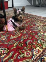 Yorkshire Terrier Puppies for sale in Miami, Florida. price: $4,000