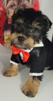 Yorkshire Terrier Puppies for sale in Jacksonville, Florida. price: $2,500