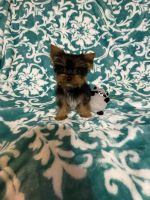 Yorkshire Terrier Puppies for sale in Chesapeake, VA, USA. price: $1,200