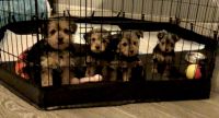 Yorkshire Terrier Puppies for sale in East Stroudsburg, Pennsylvania. price: $1,500