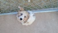 Yorkshire Terrier Puppies for sale in Temple, TX 76502, USA. price: $3,200