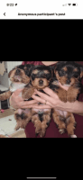 Yorkshire Terrier Puppies for sale in Indianapolis, Indiana. price: $1,500
