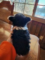 Yorkshire Terrier Puppies for sale in Spring City, Tennessee. price: NA