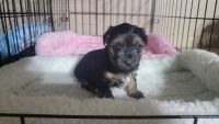 Yorkshire Terrier Puppies for sale in Temple, TX 76502, USA. price: $2,000
