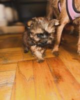 Yorkshire Terrier Puppies for sale in Brooklyn, New York. price: $2,200