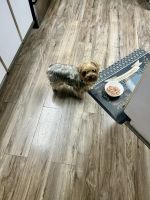 Yorkshire Terrier Puppies for sale in Spring Hill, Florida. price: $1,200