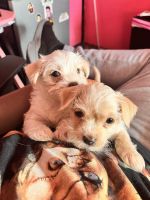 Yorkshire Terrier Puppies for sale in Bronx, New York. price: $500