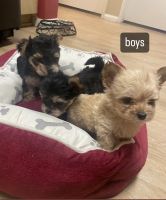 Yorkshire Terrier Puppies for sale in Santa Monica, California. price: $1,000