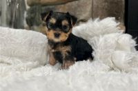 Yorkshire Terrier Puppies for sale in Melbourne, Florida. price: $600
