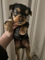 Yorkshire Terrier Puppies for sale in Norco, California. price: NA