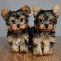 Yorkshire Terrier Puppies for sale in Miami, Florida. price: $500