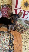 Yorkshire Terrier Puppies for sale in Cynthiana, Kentucky. price: $1,200