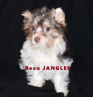 Yorkshire Terrier Puppies for sale in Leesville, LA 71446, USA. price: $1,000