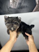Yorkshire Terrier Puppies for sale in Kissimmee, Florida. price: NA