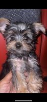 Yorkshire Terrier Puppies for sale in Lansing, Michigan. price: $800