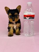 Yorkshire Terrier Puppies for sale in Moreno Valley, California. price: $1,500