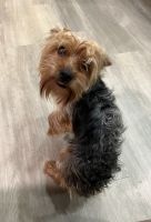 Yorkshire Terrier Puppies for sale in Studio City, Los Angeles, CA, USA. price: $2,500