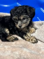 Yorkshire Terrier Puppies for sale in Fayetteville, NC 28314, USA. price: $1,500