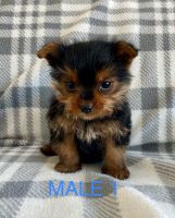 Yorkshire Terrier Puppies for sale in Cheyenne, Wyoming. price: $500