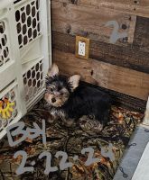 Yorkshire Terrier Puppies for sale in Georgetown, South Carolina. price: $1,300