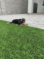 Yorkshire Terrier Puppies for sale in Peoria, AZ, USA. price: $1,800