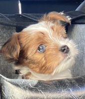 Yorkshire Terrier Puppies for sale in Salinas, California. price: $2,500