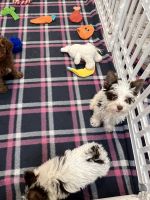 Yorkshire Terrier Puppies for sale in Okmulgee, OK 74447, USA. price: $1,050