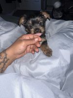Yorkshire Terrier Puppies for sale in Chicago, Illinois. price: $1,500