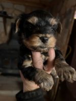 Yorkshire Terrier Puppies for sale in Trenton, Georgia. price: $1,000