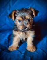 Yorkshire Terrier Puppies for sale in Pennsauken, New Jersey. price: $2,500
