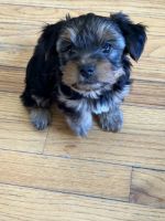 Yorkshire Terrier Puppies for sale in Kansas City, Kansas. price: $1,000