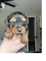 Yorkshire Terrier Puppies for sale in Los Angeles, California. price: $500