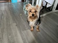Yorkshire Terrier Puppies for sale in Fort Wayne, Indiana. price: $1,500