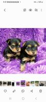 Yorkshire Terrier Puppies for sale in Greenville, Texas. price: $150,000