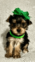 Yorkshire Terrier Puppies for sale in Andrews, South Carolina. price: $1,200