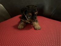 Yorkshire Terrier Puppies for sale in Highland, California. price: $1,300
