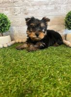 Yorkshire Terrier Puppies for sale in Darwin, Northern Territory. price: $1,250