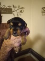 Yorkshire Terrier Puppies for sale in Corning, New York. price: $1,500